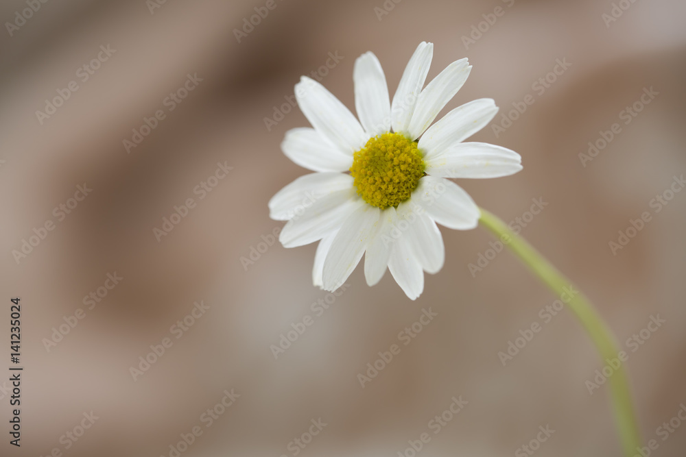 Obraz premium Daisy