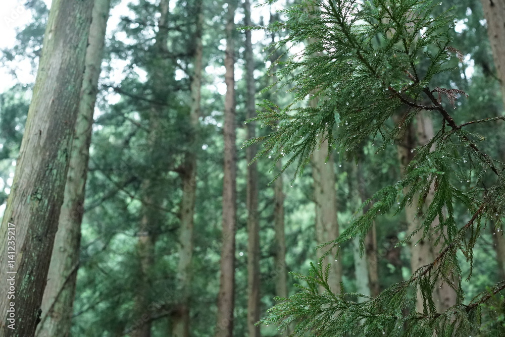 Obraz premium 森林と木と雫