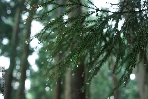 森林と木と雫