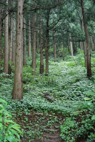 山と森林