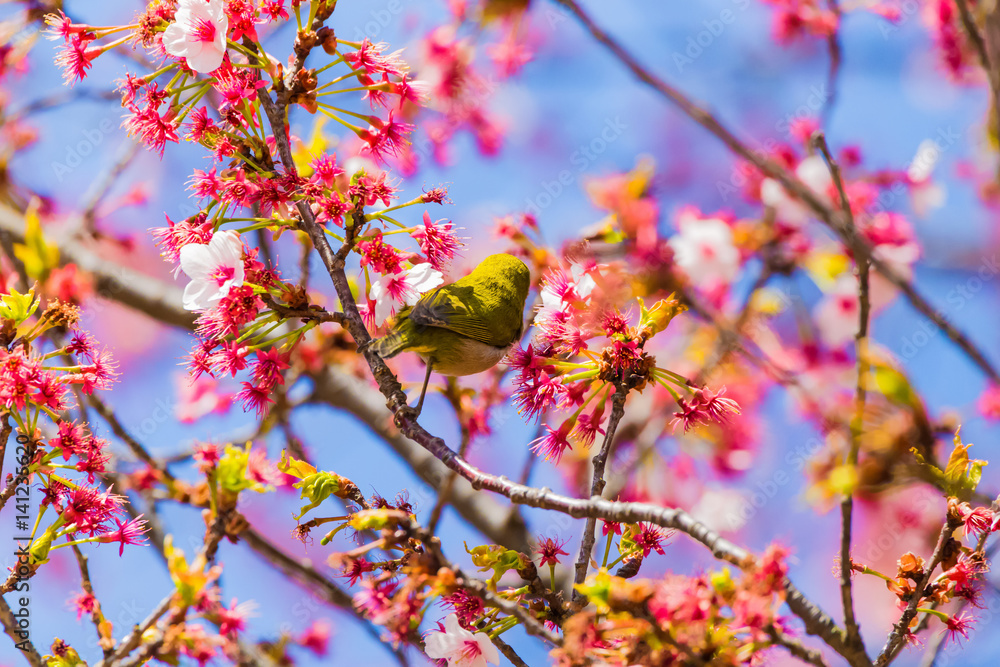 The Japanese White eye.The background is cherry blossoms(Prunus x kanzakura). Located in Tokyo Prefecture Japan. The Japanese White eye.The background is cherry blossoms(Prunus x kanzakura). Located in Tokyo Prefecture Japan.