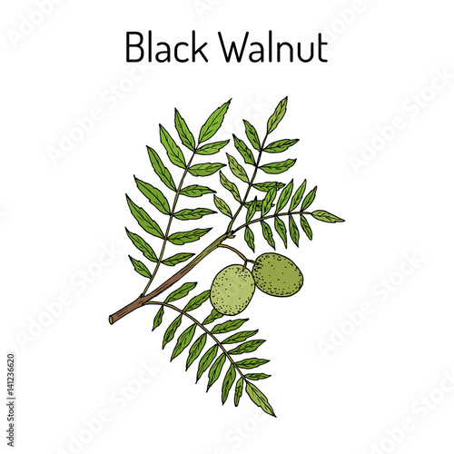 Eastern black walnut Juglans nigra 