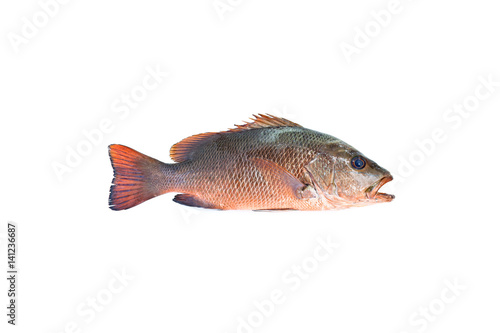  red snapper fish isolated on white background.
