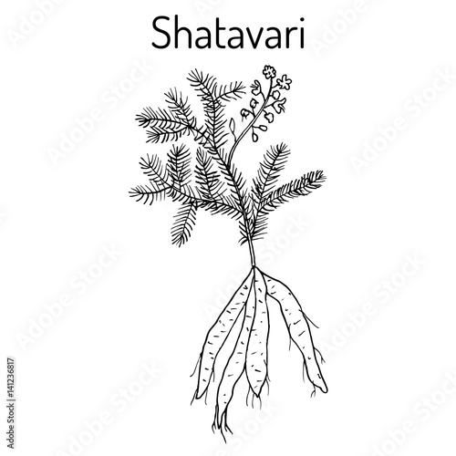Shatavari Asparagus racemosus , or shatamull, medicinal plant