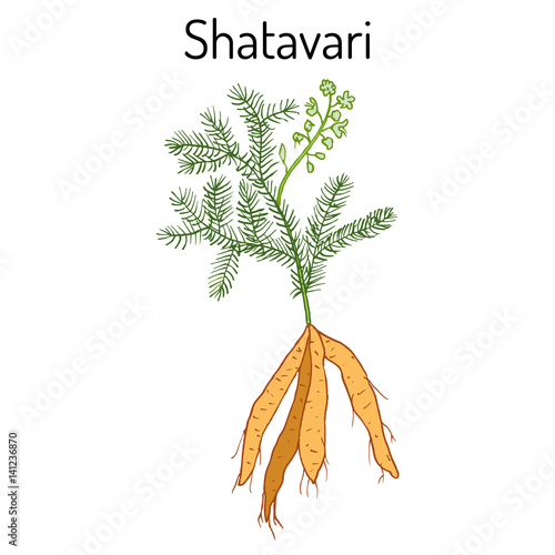 Shatavari Asparagus racemosus , or shatamull, medicinal plant