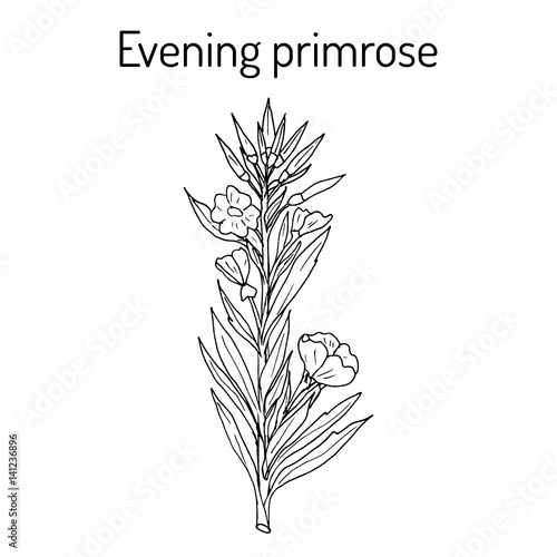 Evening primrose Oenothera biennis , or suncups, sundrops, ornamental and medicinal plant