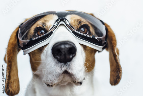Head portrait of beagle dog in safety glasses looking away © anna_rostova