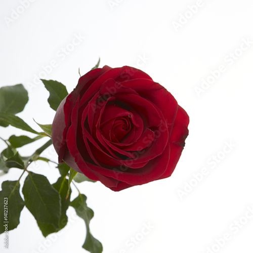 Long Stem Red Rose