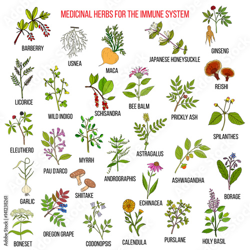 Best medicinal herbs for the immune system