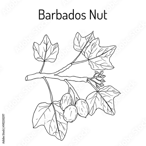 Barbados nut Jatropha curcas , tropical poisonous plant