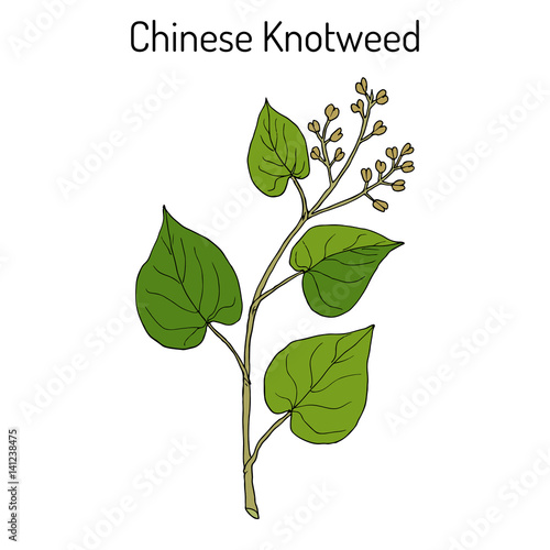 Chinese knotweed Polygonum multiflorum , fo-ti, medicinal plant
