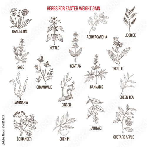 Best herbs for faster weight gain