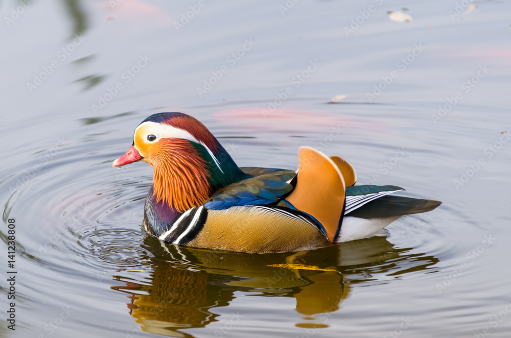 Mandarin duck aix galericulata Mandarin duck aix galericulata