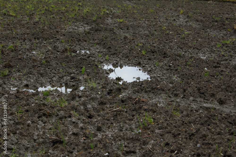Fototapeta premium 泥土と水たまり