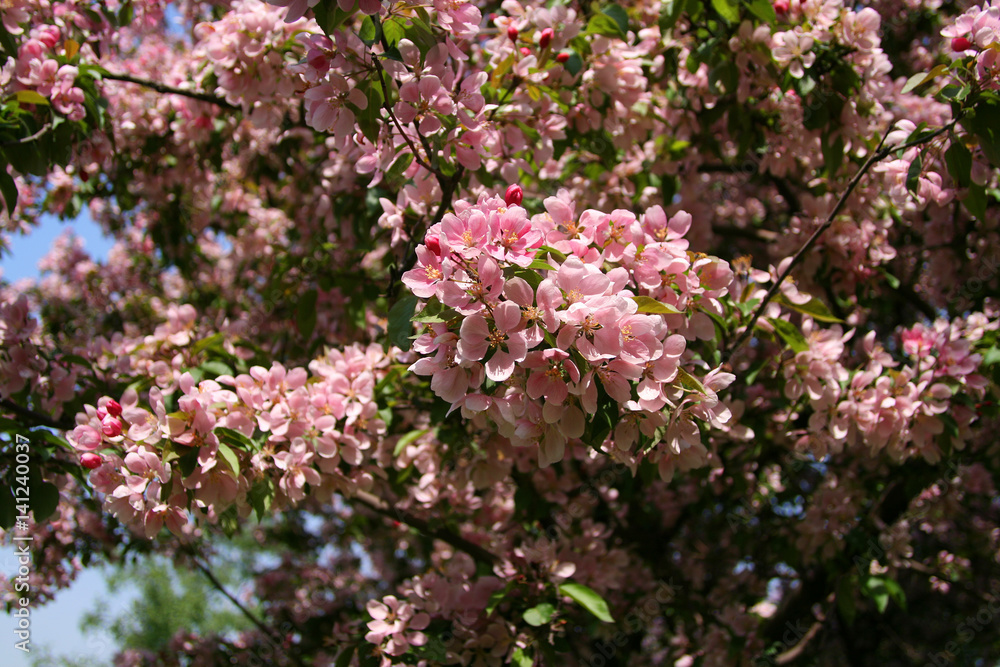 Spring. Flowering wild apple with pink flowers. Spring. Flowering wild apple with pink flowers.