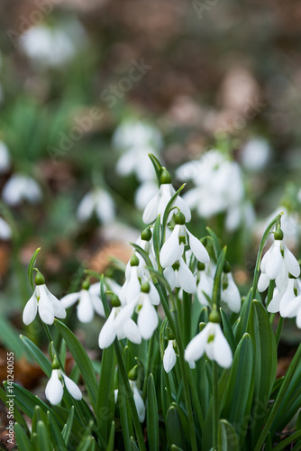 white snowdrop flowers in spring