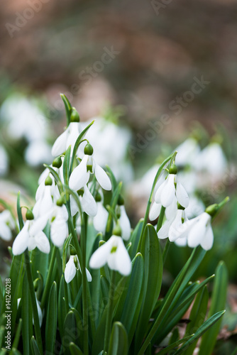 white snowdrop flowers in spring © klagyivik