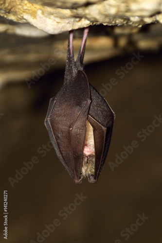 Greater horseshoe bat( Rhinolophus ferrumequinum)