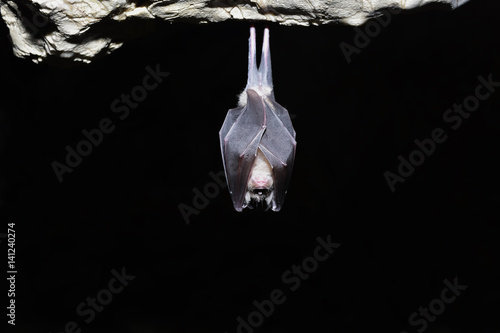 Greater horseshoe bat( Rhinolophus ferrumequinum) photo