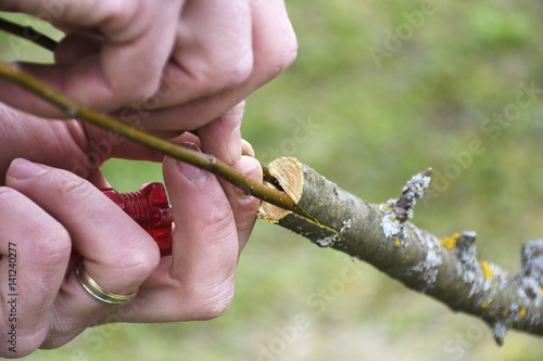 apple tree renovation by the grafting