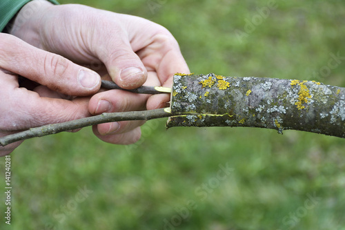 apple tree renovation by the grafting