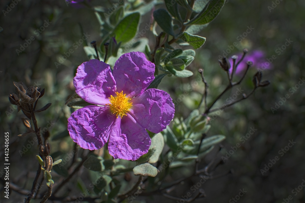 Fototapeta premium Pink rock rose