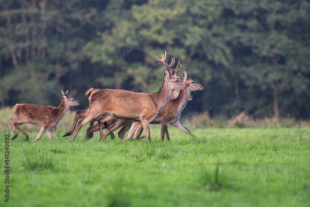 Deer herd running through an open meadow Deer herd running through an open meadow