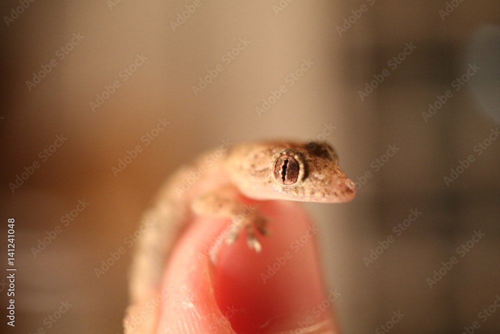 Fototapeta premium Tiny Gecko