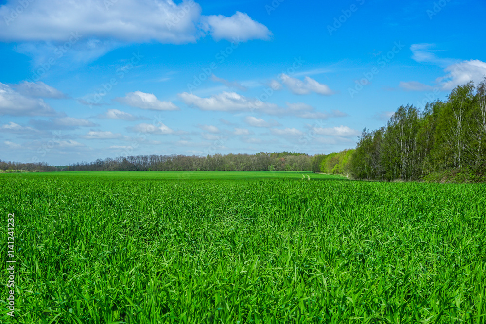 Hintergrund grünes Gras und blauer Himmel