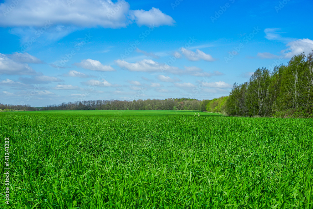 Obraz premium Hintergrund grünes Gras und blauer Himmel
