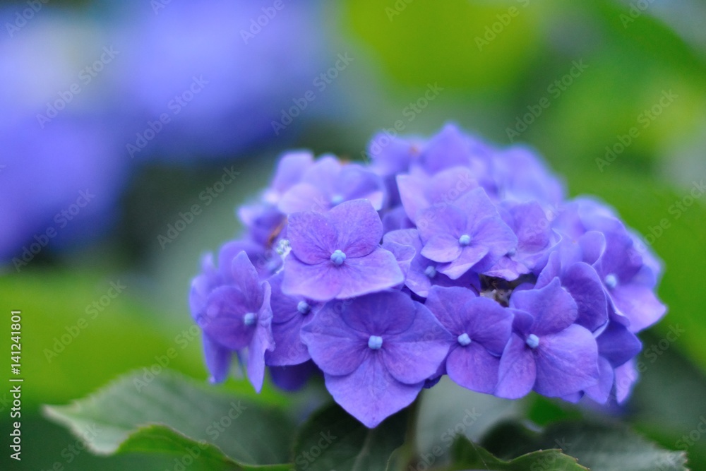 hydrangea