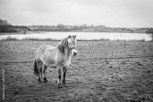 Small horse on a field by a lake