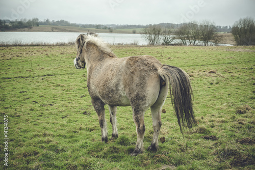 Fototapeta Naklejka Na Ścianę i Meble -  Horse taking a dump on a field