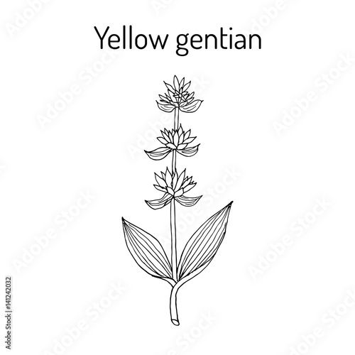 Fototapeta Naklejka Na Ścianę i Meble -  Yellow gentian Gentiana lutea , medicinal plant.