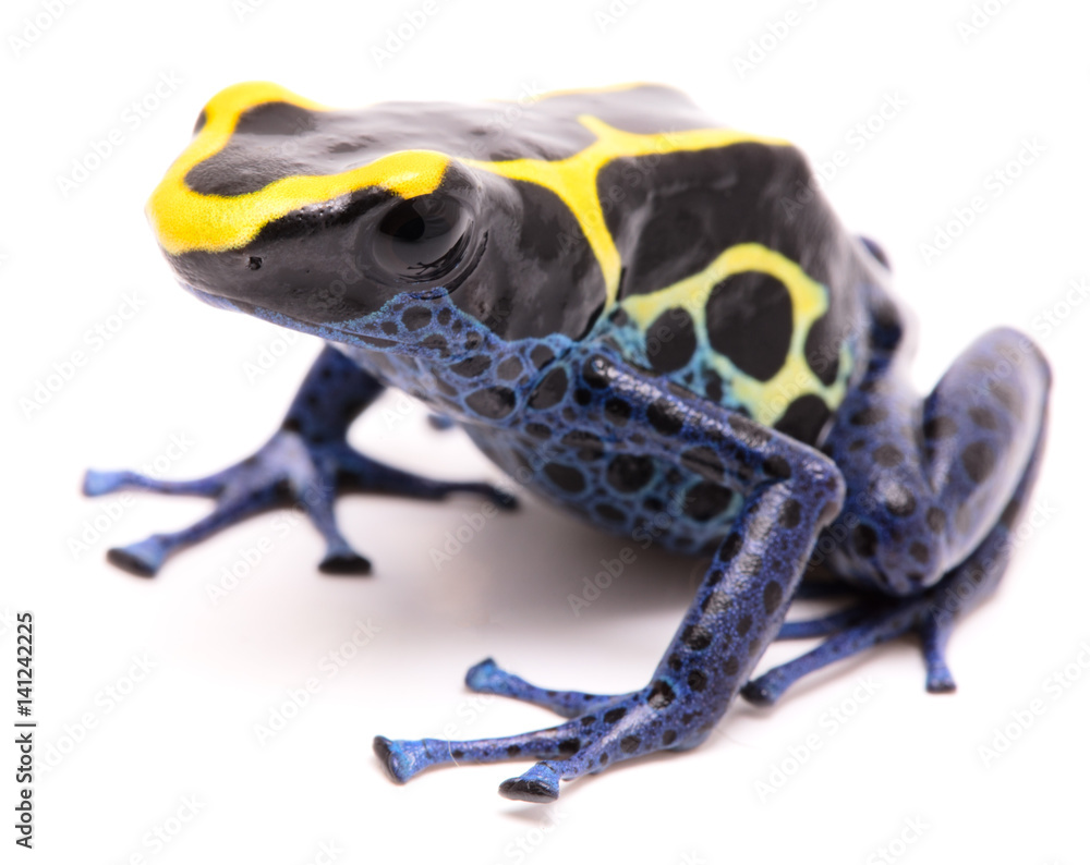 Obraz premium A blue yellow deying poison dart frog, Dendrobates tinctorius Kaw morph. A beautiful small exotic animal from the Amazon jungle in Suriname. Isolated on a white background.