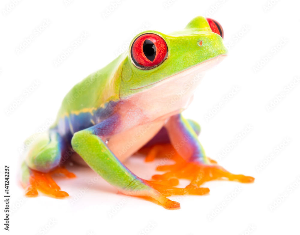 Obraz premium Red eyed tree frog, Agalychnis callidryas, a beautiful animal from the tropical rain forest of Panama and Costa Rica