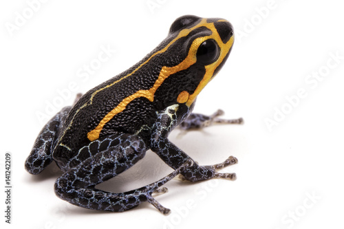 poison dart frog, Ranitomeya imitator, Yumbatos. A small poisonous rain forest animal from the tropical Amazon rain forest in Peru. Isolated on white background