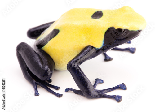 poison dart frog with yellow back, dendrobates tinctorius citronella. A poisonous animal from the Amazon rain forest in Surtiname. Isolated on white background