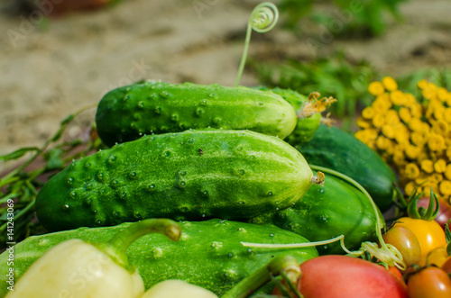 Fresh and raw vegetables