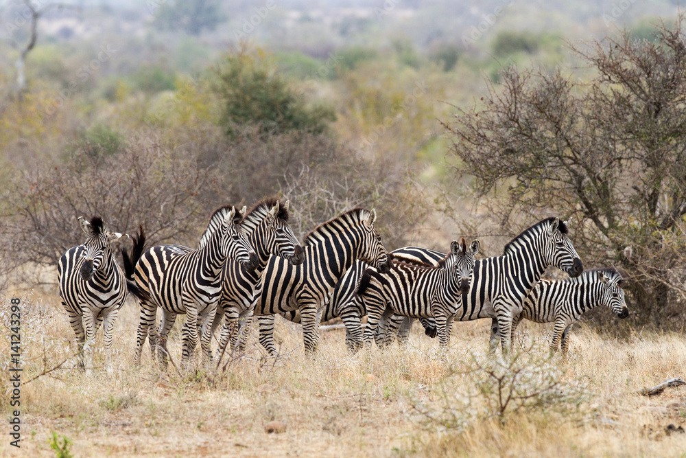 Obraz premium A dazzle of Zebra