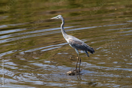 Grey Heron