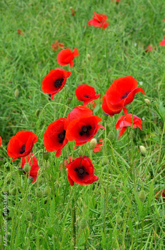 Naklejka premium coquelicots
