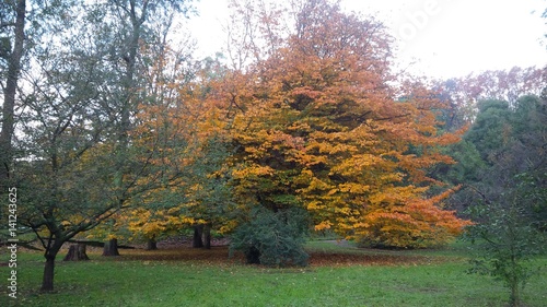 grande albero con chioma ingiallita