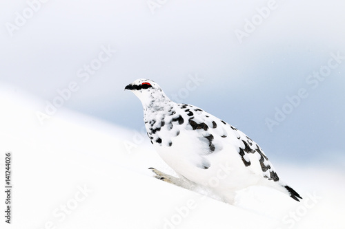 Ptarmigan in the snow