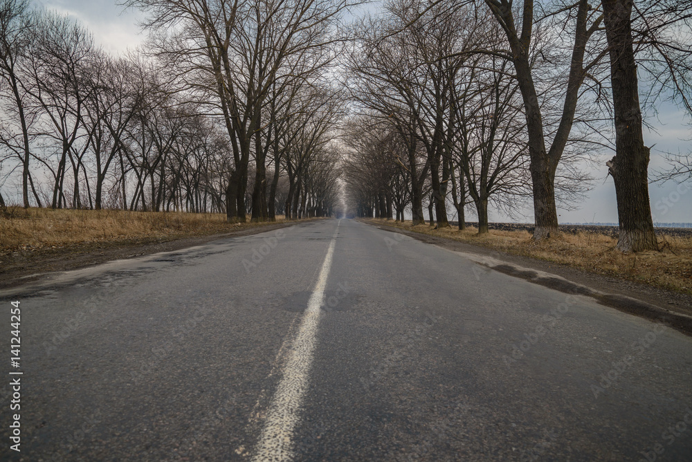 Empty tunnel of trees in autumn spring Empty tunnel of trees in autumn spring