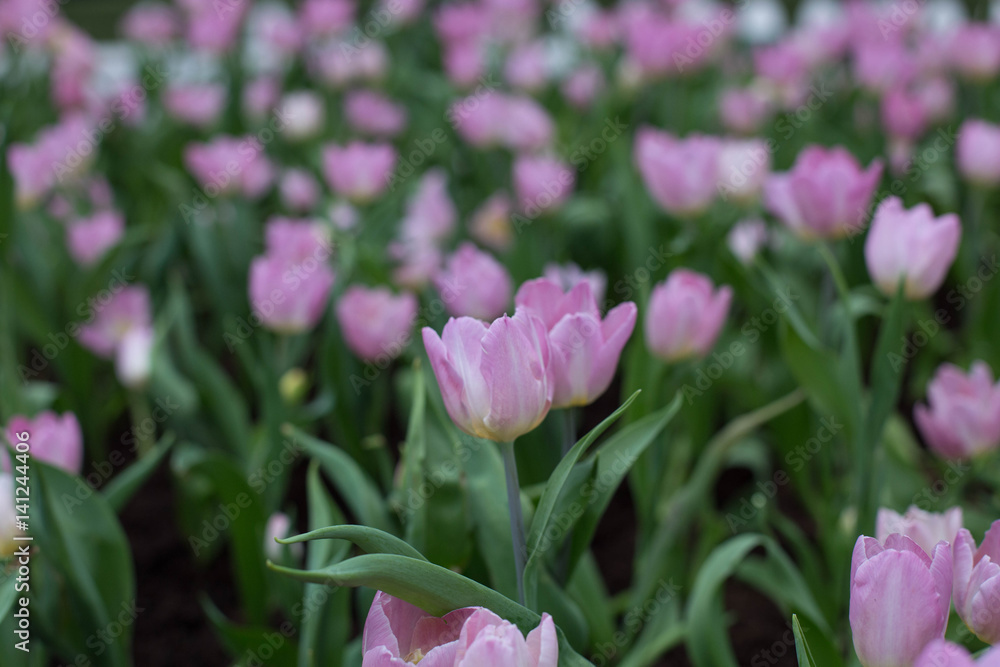Fototapeta premium tulips