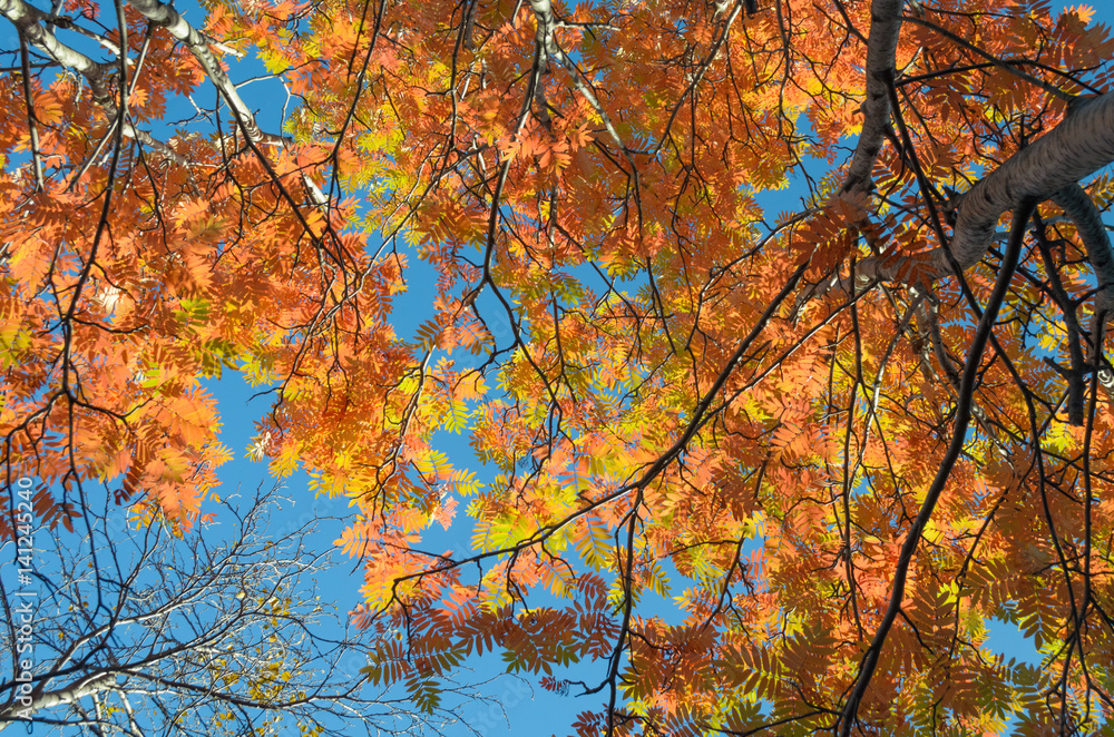 Yellow, orange leaves on the autumn trees and blue sky. Yellow, orange leaves on the autumn trees and blue sky.