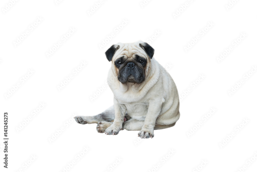 Pug Dog of clipping path selection path Pug Dog of clipping path selection path