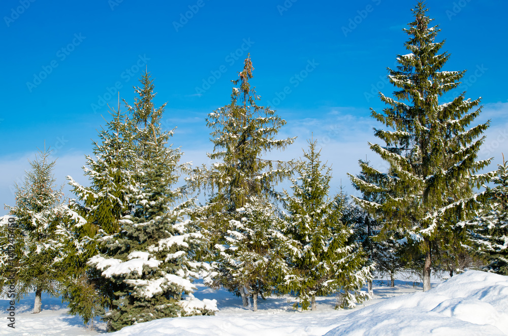 pine with snow