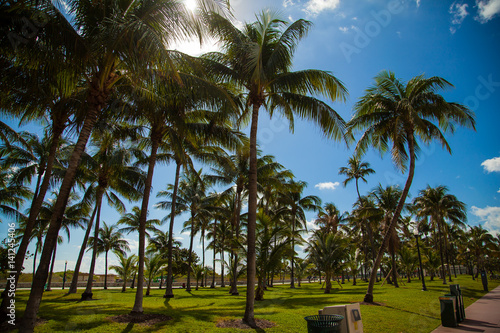 parc avec palmier à Miami Beach